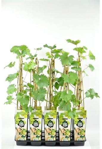 Weintraube Bianca (Vitis vinifera) robuste winterharte Tafeltraube, ertragreich & pilzresistent, 50-70 cm Jungpflanze im Topf süß-aromatische gelb-grüne Beeren für Garten & Terrasse