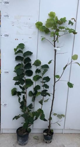 PIANTA DI NOCCIOLO TONDA DI GIFFONI IN VASO 18 ALTEZZA 120/150 CM