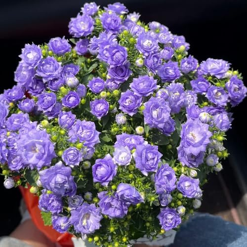 semi di campanula - vecchie varietà biologici resistenti, esterno giardino 1000pcs