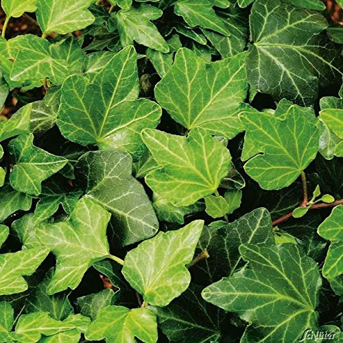 Efeu - Hedera Helix - Efeuranke als Sichtschutz oder Bodendecker - Kletterpflanze für Garten, Teich und Vorgarten - Efeublätter winterfest und immergrün - Pflanzen in Top Qualität von Garten