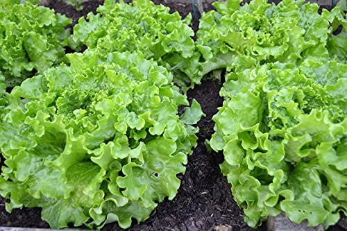 Lot of 500 Pierre Benite Lettuce Seeds - Old and Curly Variety - Temperature Resistant - Rich - Easy to Cultivate - 100% Natural - 100% Reproducible