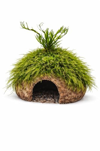 Kokos-Höhle mit Windelow Farn +Moos, für Fische Aquarium Garnelenbäumchen, ca. 15x 10 cm bepflanzt mit echten Tropica Wasserpflanzen