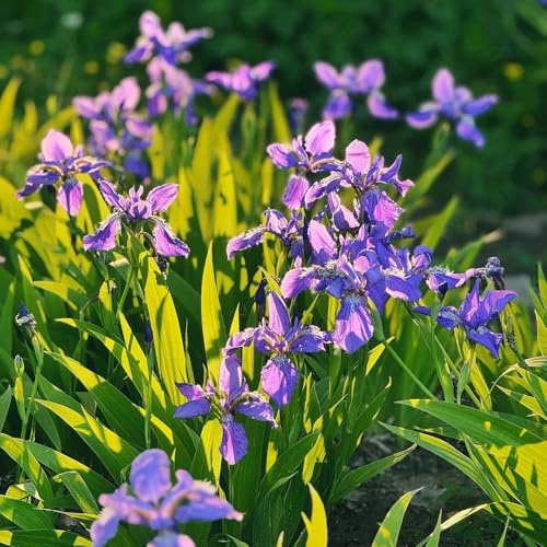 iris raras primavera iris decoración jardín en miniatura resistentes para jardín y balcón floración temprana, cubresuelos, resistentes, perennes 20bulbos