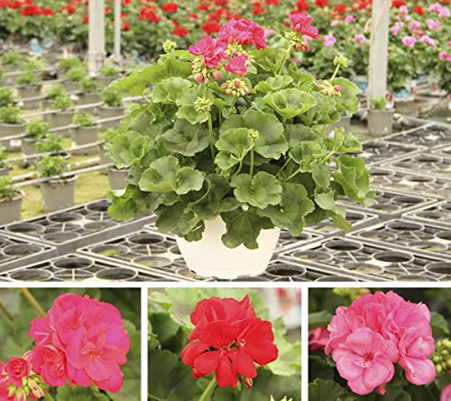 Geranio Flor Natural - Pack 3 Plantas - Plantas Naturales de Exterior para Terraza y Jardín
