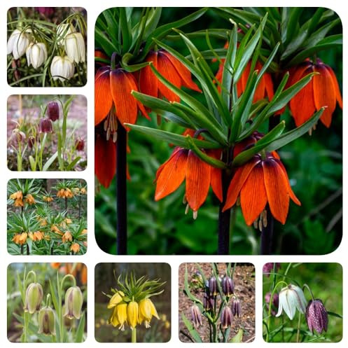 Bulbi di Fritillaria, bulbi di giglio a scacchi, perenni vecchie varietà regali per gli amanti del giardino da giardino copertura del terreno 7pcs