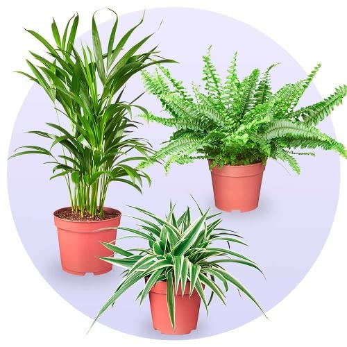 Combo Plantas Verdes DECOALIVE: Palmera Areca, Helecho y Chlorophytum
