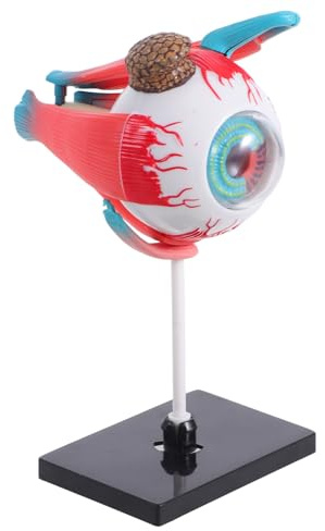 Alipis Educational Human Eye Model for Realistic Anatomy Structure for Classroom and Home Schooling Safe Friendly Material for Interactive Science Learning