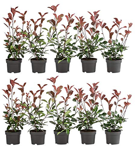 Dehner Purpur-Glanzmispel Red Robin, für 2 Meter Hecke, 20-35 cm, 10 x 2 l Topf, Heckenpflanze