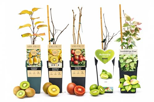 POWERS TO FLOWERS - SET DI 5 PIANTE DI KIWI – HAYWARD, KIWI GIQLLO, KIWI ROSSO KENS RED, ISSAI E BUNTBLÄTTRIGE KIWI, piante vere