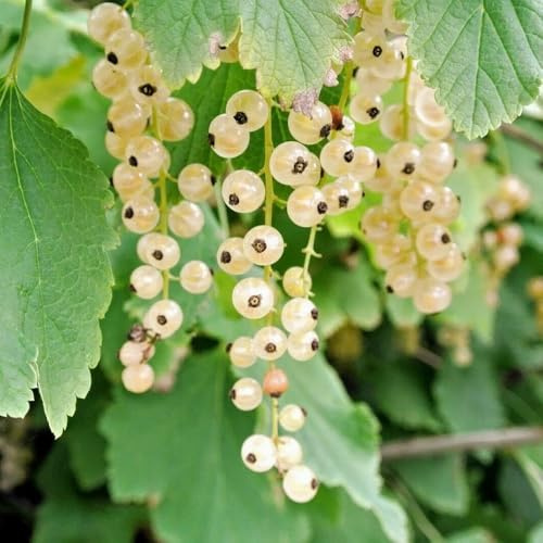 semillas resistentes de grosella - para balcón exóticas camas elevadas jardín decorativas 500pcs