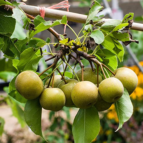 semillas resistentes del peral - interior orgánicas Balcón perennes 180pcs