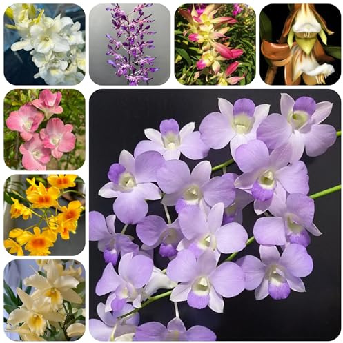 semillas de orquídea dendrobium de jardín semillas pradera, sombra jardín, interior raras rocas Decoraciones exteriores, balcón. 800semillas