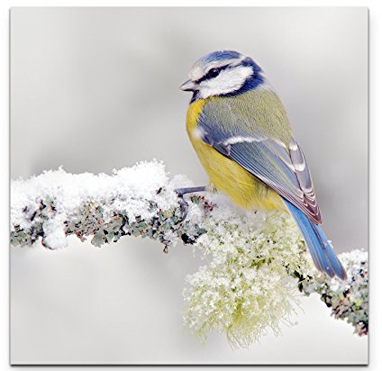 Leinwandbilder | Bilder Leinwand 60x60cm Blau/gelber Vogel im Winter