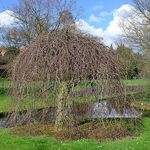 Rote Süntelbuche Gespensterbuche 80-100cm - Fagus sylvatica - lebende Gartenpflanze aus den Baumschulen