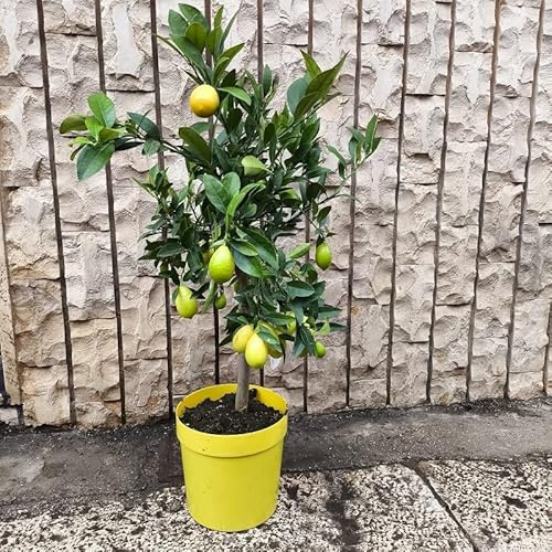 Pianta Kumquat Limone