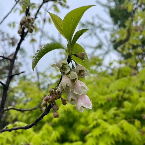 Semillas del árbol de campanilla de invierno - resistentes para balcones, interior, Árbol lirio los valles verano, 100pcs