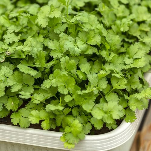 Semi di coriandolo, rare Coriandrum sativum, Semi di resistenti 800pcs