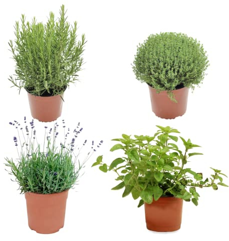 Orégano, Romero, Tomillo y Lavanda Plantas Aromáticas Naturales Plantas para Cocinar