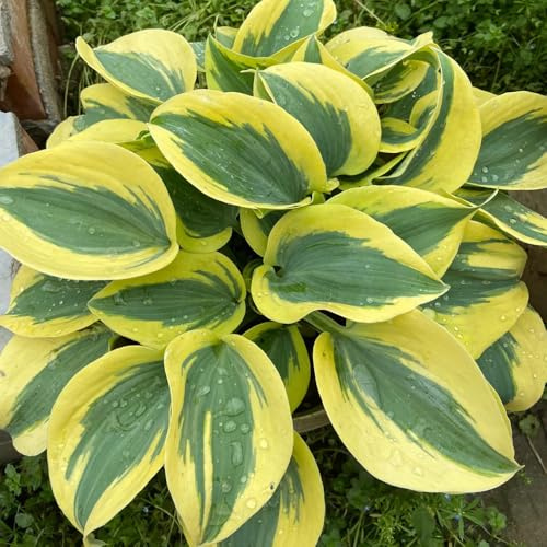 semi di hosta, perenni Hosta plantaginea, per giardino per esterno resistenti all'inverno hosta funky resistente esotiche decorazione 200pcs