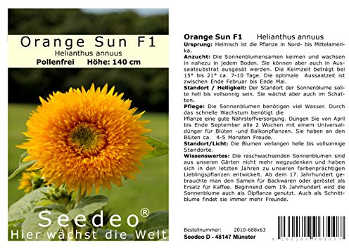 Seedeo® Sonnenblume Orange Sun F1 (Helianthus annuus) 20 Samen