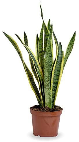 Verdecora Sanseviera | Lengua de suegra | Planta de Serpiente Sansevieria | Planta natural de interior en maceta de Ø17cm (altura total aproximada 50cm)