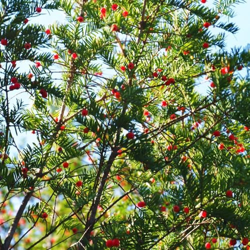Taxus Baccata, herbstpflanzen Eibe, Taxus wallichiana, balkonpflanzen winterharte für garten gartenpflanzen winterhart mehrjährig sträucher 250Samen