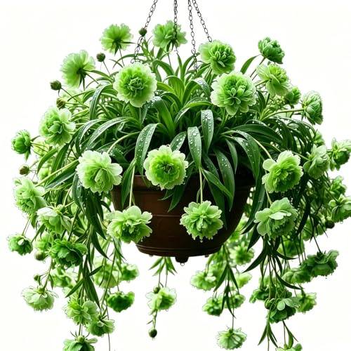 ragno - Chlorophytum comosum d'appartamento esotiche di coperto Aiuole rialzate giardino 6piante