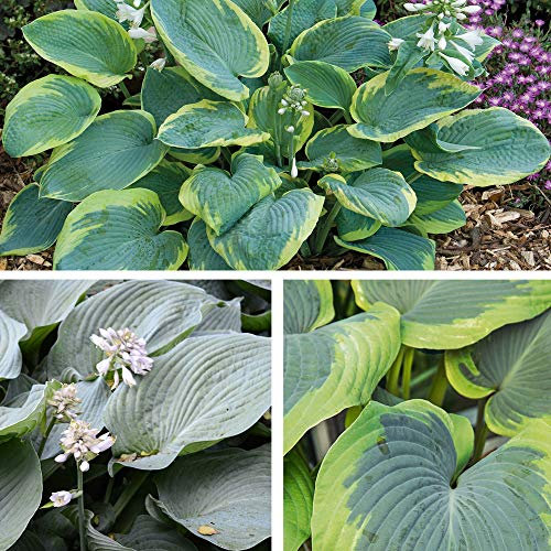 Hosta 'Giant Leaved Mix' Plantain Lily Hardy Perennial Garden Plants Large Rounded Colourful Foliage 3 Varieties 6 xBare Roots Hosta 'Giant Leaved Mix' by Thompson and Morgan (6)