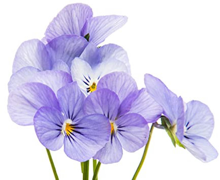 Bedding Plants, Pansy 'Lavender Surprise', 20 x Full Plant Pack, Pansy Plants, Pansies, Garden Flowers, Garden Ready and Ready to Plant, Premium Quality Flowers