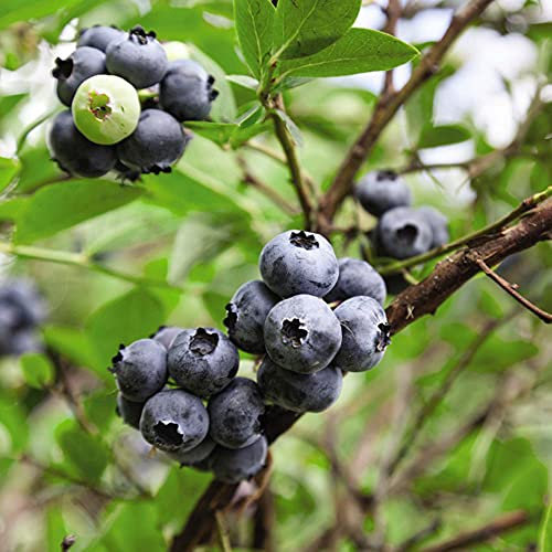 Blueberry Fruit Bush Outdoor Plant for Patios or Kitchen Gardens Producing Late Season Summer Berries and Colourful, 1 x Earliblue Self-Fertile Variety in 3 Litre Pot