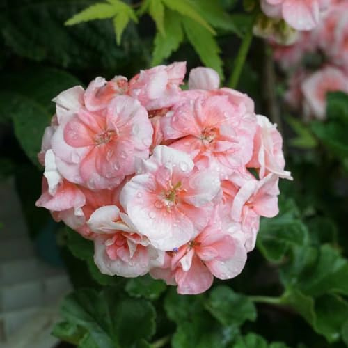 Geranien, gartenblumen mehrjährig gartendeko für draußen schnittblumen balkonblumen exotische zimmerpflanzen bodendecker topfpflanzen hochbeet steingarten winterharte stauden für 40samen