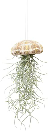 PLNTS - Baby Tillandsia Usneoides Large (Tillandsien) - Zimmerpflanze - Zimmerpflanzen, Pflanzen Echt, Nachhaltige Verpackung - 0cm Stecklinge - Höhe 15cm - Direkt von der Gärtnerei