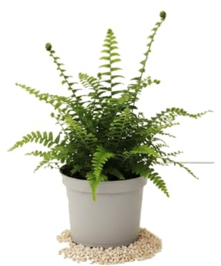 DECOALIVE Planta Nephrolepis Exaltata Helecho de Boston 12 cm Maceta, Altura 25 cm y Hojas Elegantes