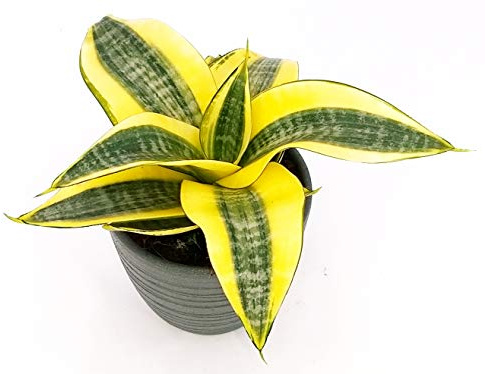 POWERS TO FLOWERS - SANSEVERIA TRIFASCIATA GOLDEN HAHNII IN VASO CERAMICA ANTRACITE RIGATO, pianta vera