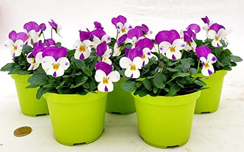 POWERS TO FLOWERS - VIOLE DEL PENSIERO, VIOLA A FIORE PICCOLO BIANCO/ROSA, 5 PIANTE, Vaso 10,5cm diametro, piante vere