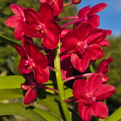 semi di orchidea vanda - balcone perenni resistenti giardino 250pcs