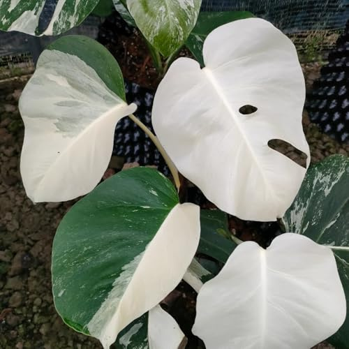 semillas de monstera - resistentes perennes jardín balcón 100pcs