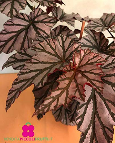 Plante de Begonia 'Silver Wings - en pot Ø 14 cm - H. 50/60 cm