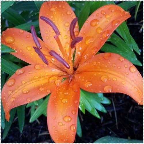 Rizomi Lirio Resistenti Perenni - Piantagioni di Lirio Rari Eleganti per Esposizione Giardino, Gigli facili da coltivare-10 rizomi-c