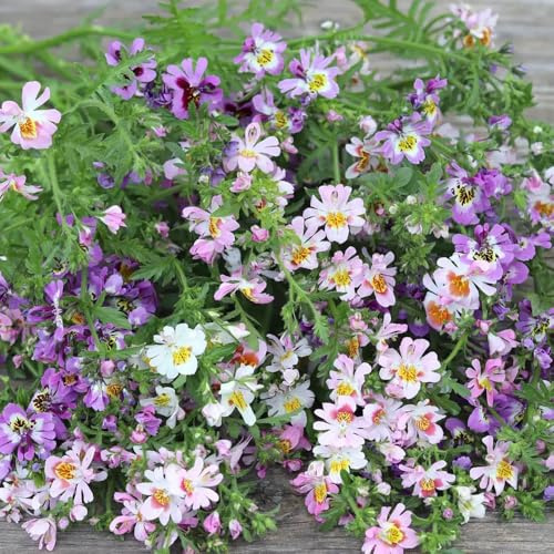 semi di orchidea del contadino - resistenti, giardino tappezzanti perenni 600pcs