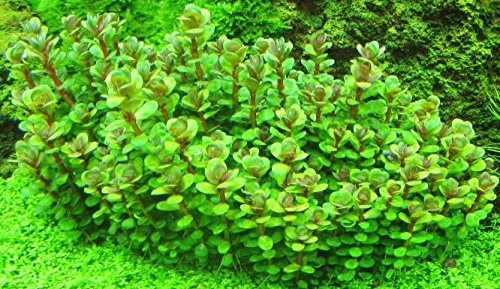 Ammannia SP. 'Bonsai' x1 Bunch - Live Aquarium Plant