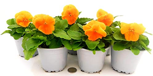 POWERS TO FLOWERS - VIOLE DEL PENSIERO, VIOLA PANSE', VIOLA A FIORE GRANDE ARANCIONE, VASO 10,5 CM DIAMETRO, SET 6 PIANTE, piante vere