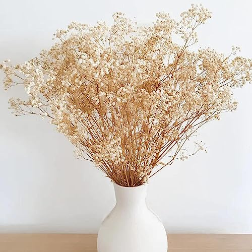 HanYun Natural Dried Flowers Dried Baby Breath Gypsophila Flowers over 2000 Buds Real Dried Flowers Bouquet for Wedding Flower Arrangement Living Room Decoration Boho Decor