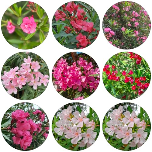 oleandro - semi di perenne semi di perenne scalatrici resistenti interni decorativi giardino ufficio primavera scalatrici 45pcs