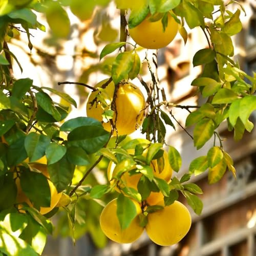 Semi di pomelo, Citrus Maxima, semi biologici resistenti per balconi giardino di da nani 200pcs