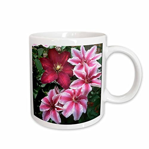 3dRose Carnaby and Niobe Clematis on trellis, Marion County, Illinois 11oz Mug