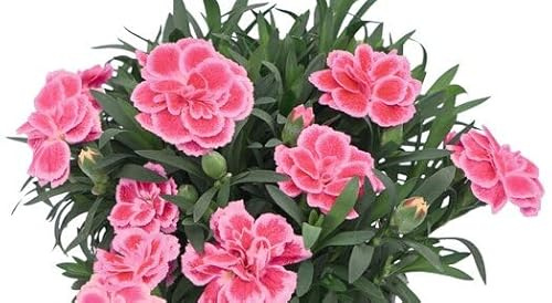 Hermosa Planta Clavel Dianthus Natural en Maceta – Floración Abundante para Decoración de Jardines y Balcones