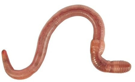 Regenwürmer zur Bodenverbesserung 1 kg für 20 m² Fläche - Bodenverbesserer