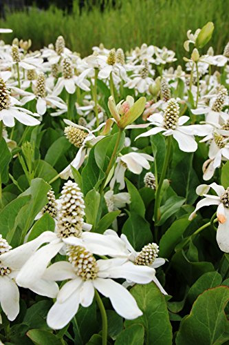 fertig im Pflanzkorb - Anemopsis californica - Molchschwanz - Yerba Mansa, weiß - Wasserpflanzen Wolff