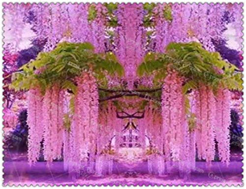 Bloom Green Co. 10 Stück/Beutel Wisteria bonsai rare rosso Wisteria fiore bonsai piante arboree perenni Indoor Ornamentali piante in vaso: 10